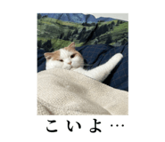 875399243