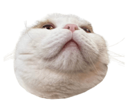875399248