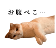 875399253