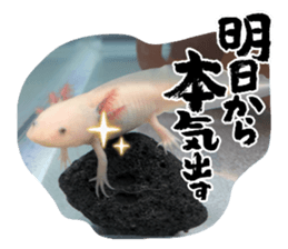 875462625