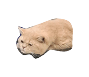 875603985