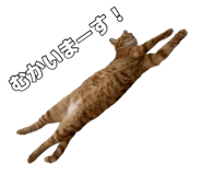 876306531