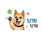876658644