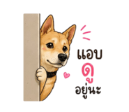 876658645