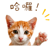 876663548