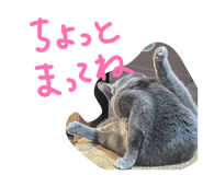 877037586