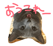 877037599
