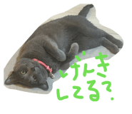 877037600