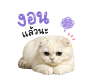 877087288