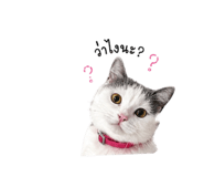 877087737
