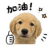 877111433