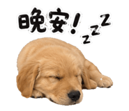 877111436