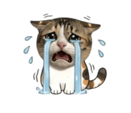 877125588