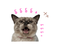 877140444