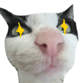 877225716