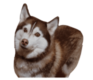 877231994