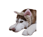 877232000