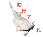 877240369