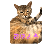 877240377