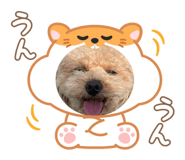 877273775