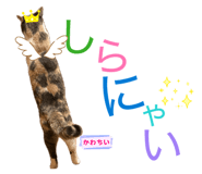 877314196