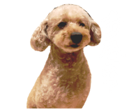 87741038