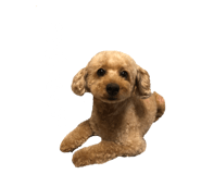 87741044