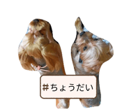 877483954