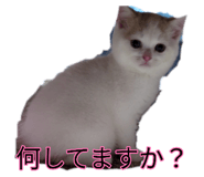 877500004