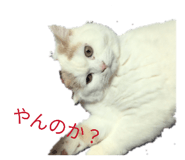 877500007