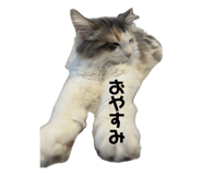 877518853