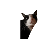 877527708