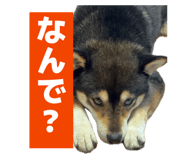 877538420