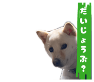 877574462