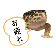 877666504