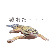 877666505