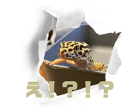 877666506