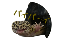 877666509
