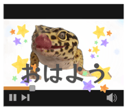 877666511