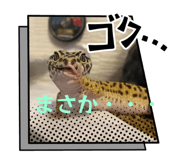 877666512