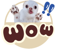 877767061