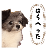 877780772
