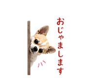 877781242