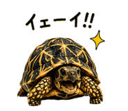 877786586