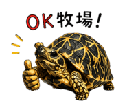 877786596