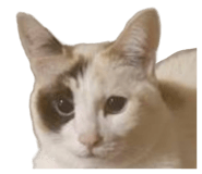 877857516