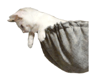 877857519