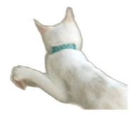 877857521