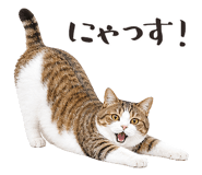 877918213