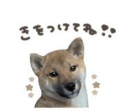 877944562